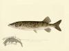 Pickerel - from Hudson River